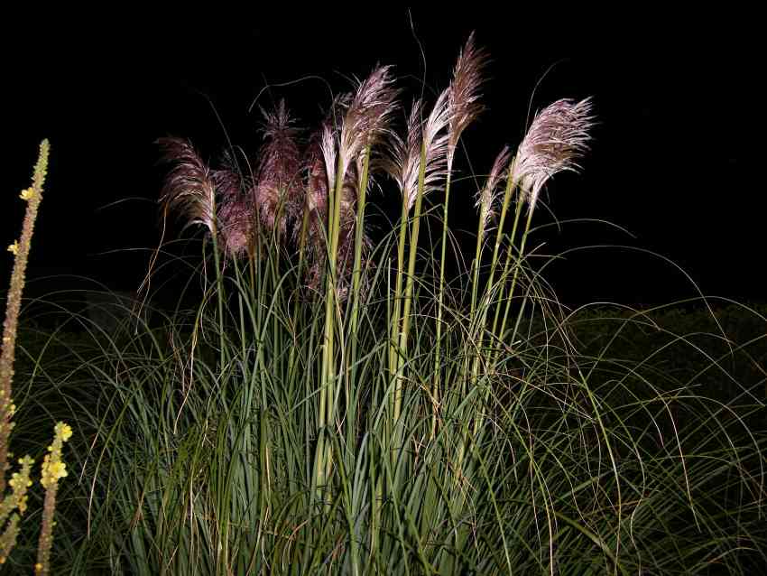 herbe de pampa rose oct 2007