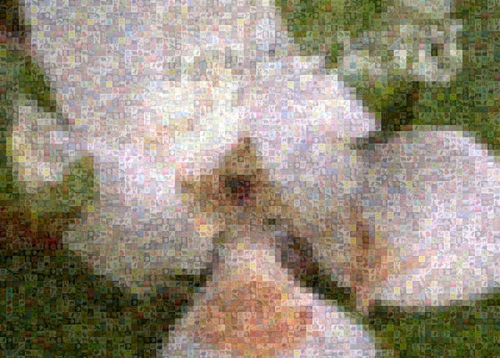 Fleur magnolia