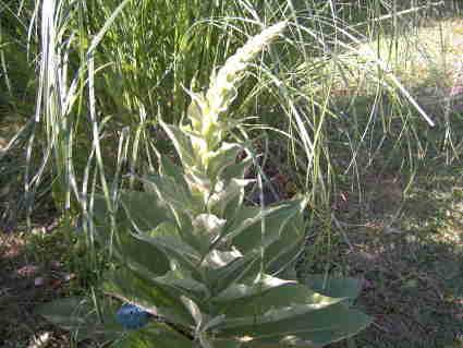 au 01 07 2007