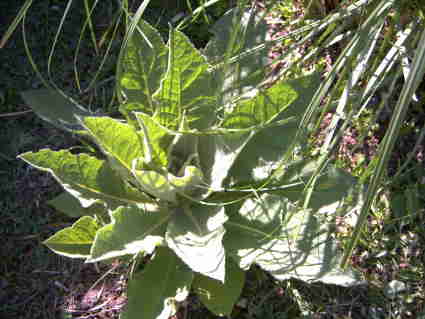 au 01 06 2007