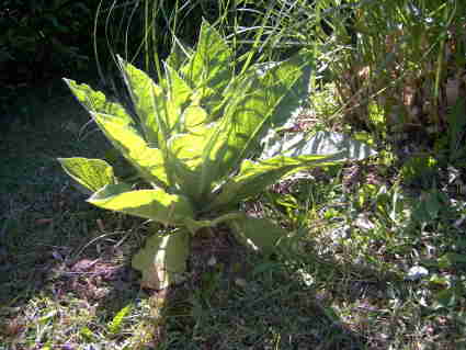 au 01 06 2007