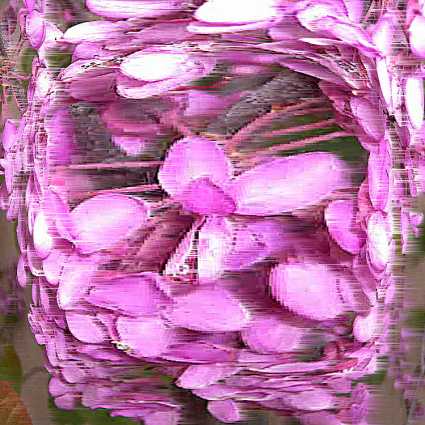 fleur arbre de jude