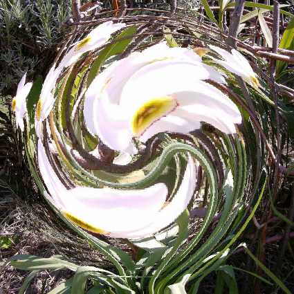 narcisses