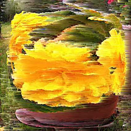 begonia_jaune