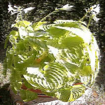 hosta