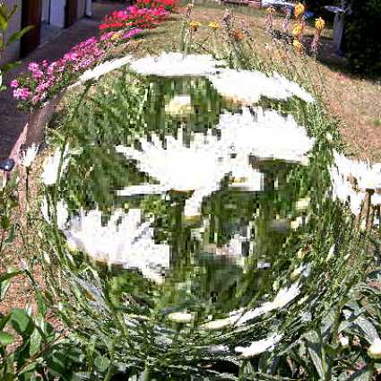marguerites