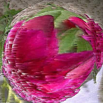 pivoine