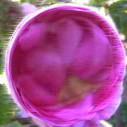 rose