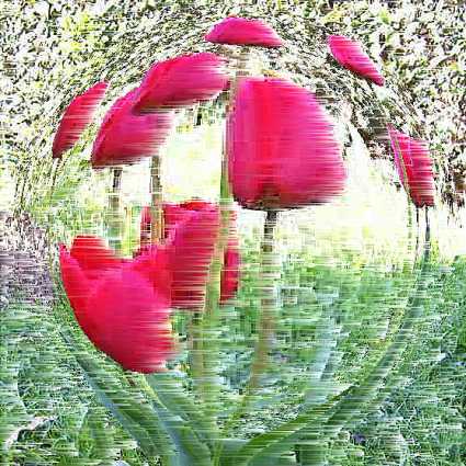 tulipes