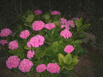 l'hortensia aux fleurs ornementales