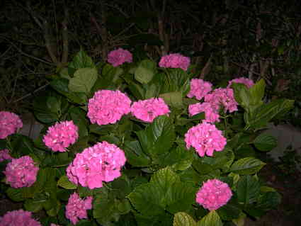 l'hortensia aux fleurs ornementales