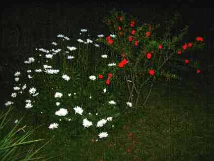 le blanc des marguerites le rouge du grenadier