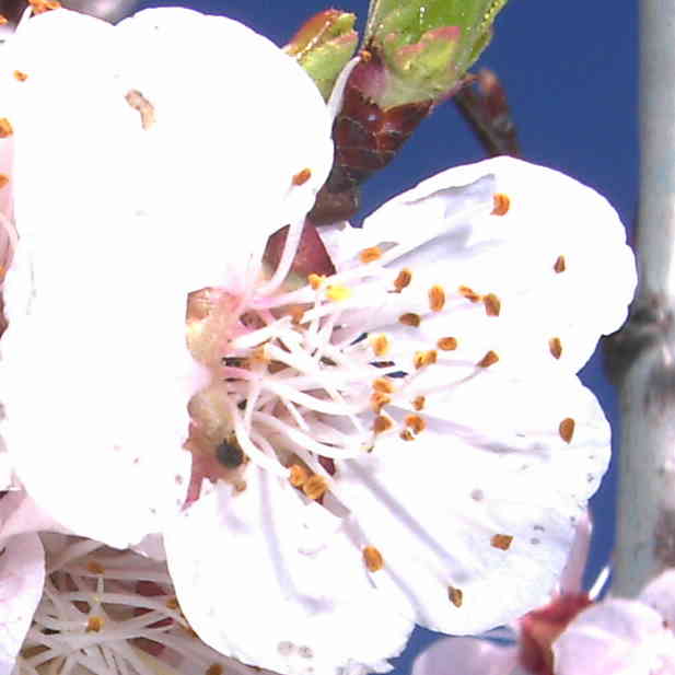 Fleur de l'Abricotier
