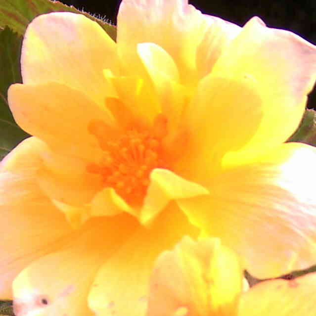  Bgonia