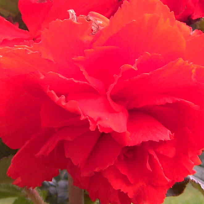 Bgonia