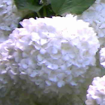 Boule de Neige