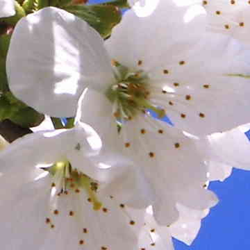 Fleur du Cerisier
