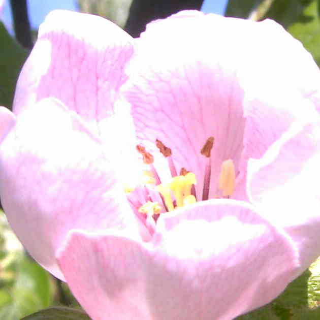 Fleur du Cognassier