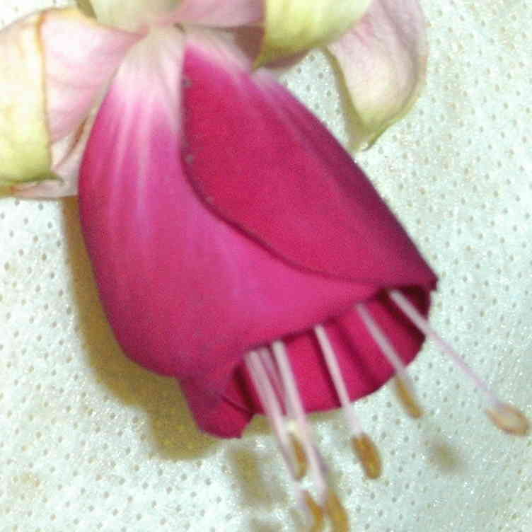  Fuschia