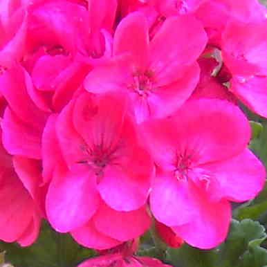  Granium Zonale