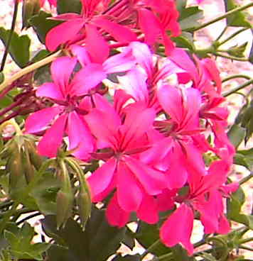  Granium Lierre