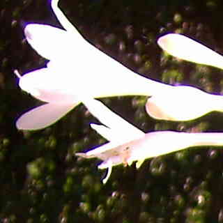 Hosta