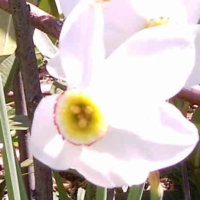 Narcisse