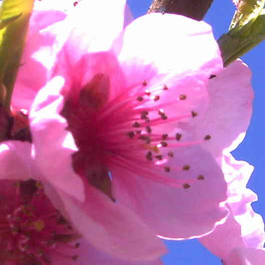 Fleur du Pcher