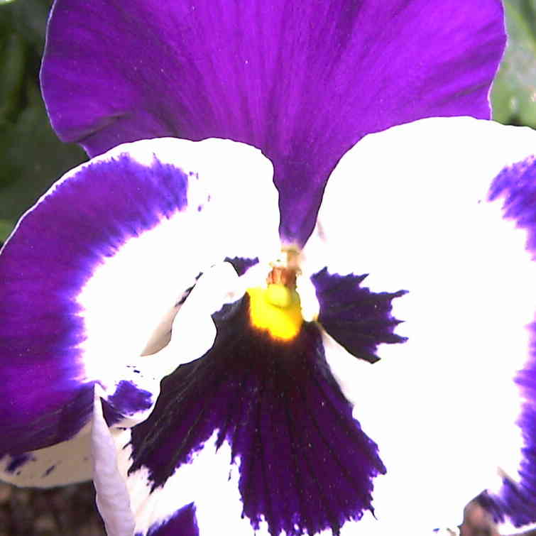 Pense Violette