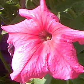  Ptunia