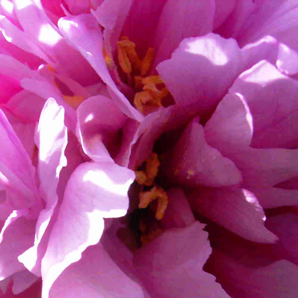Pivoine Arbuste