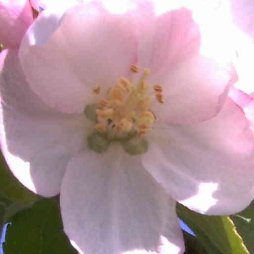 Fleur du Pommier