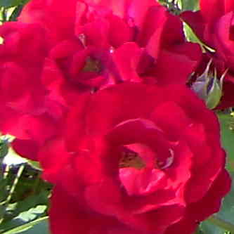 La Rose