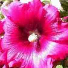  Rose Trmire