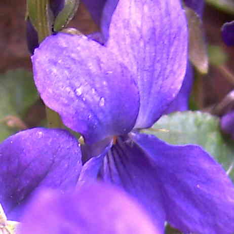La violette