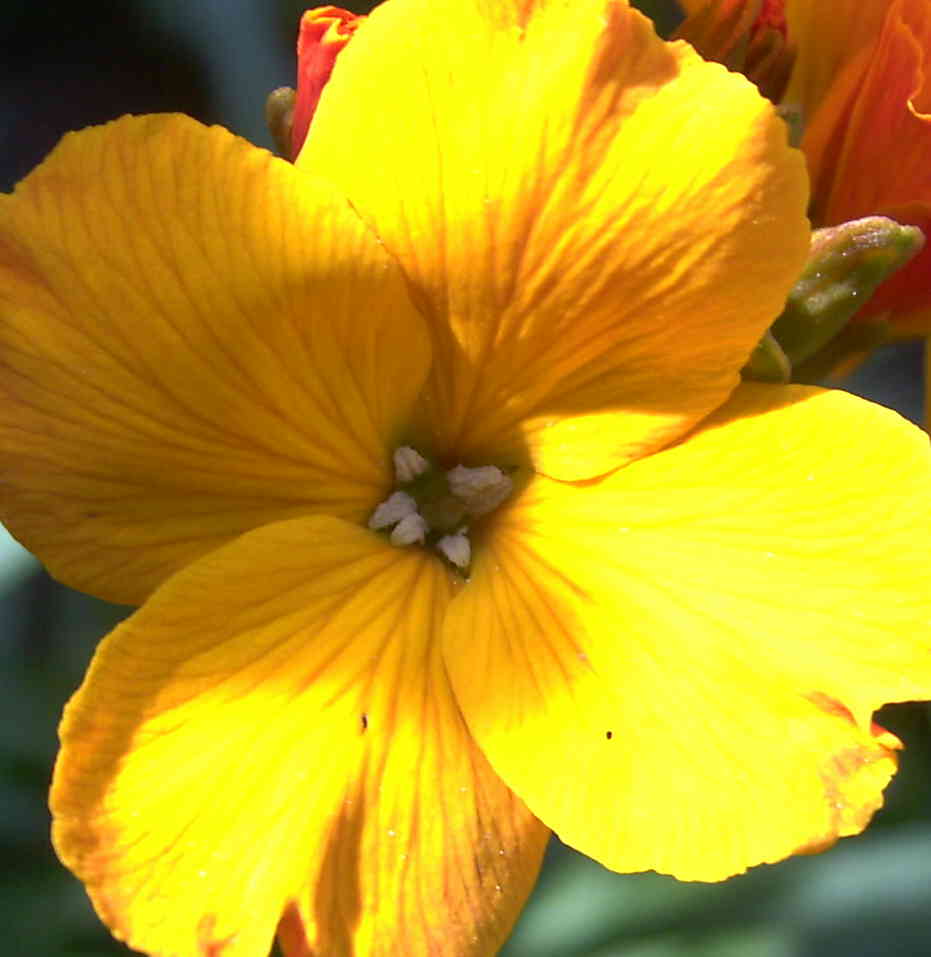  Girofle Jaune