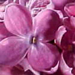  Lilas