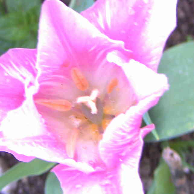 Tulipe rose et blanche